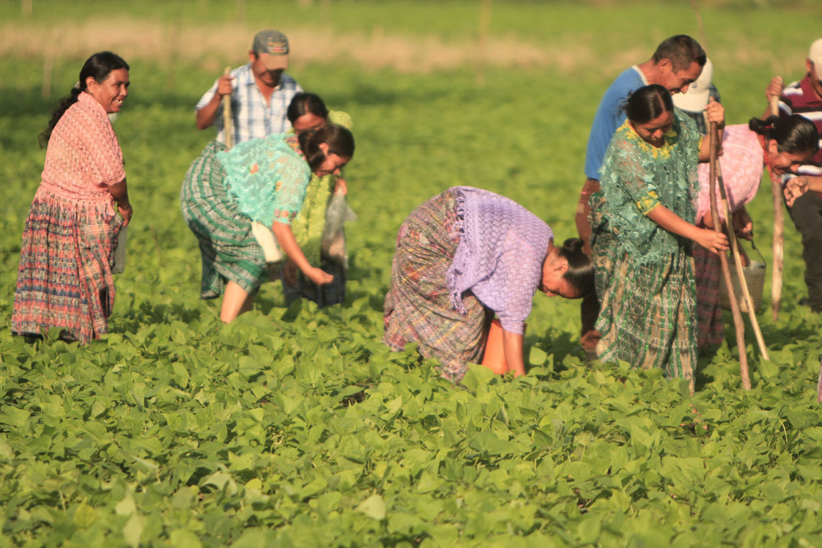 Personas trabajando en un campo verde cosechando cultivos.